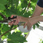 Vine Tying Machine + 10,000 Staples + 20 Rolls of Tape